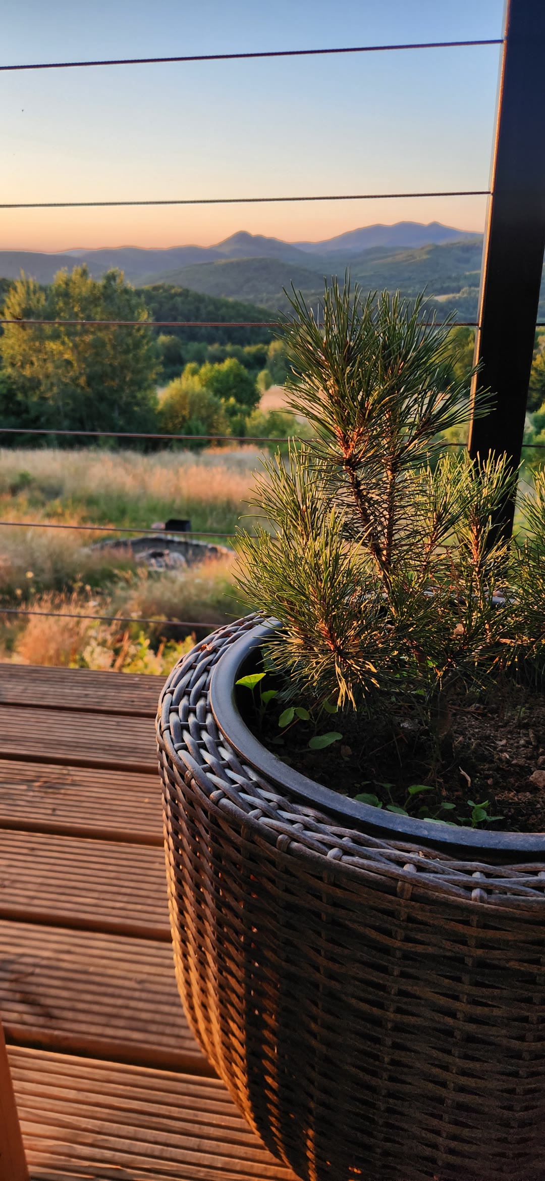 A pine in a woven pot on the terrace, sunset over the ridges