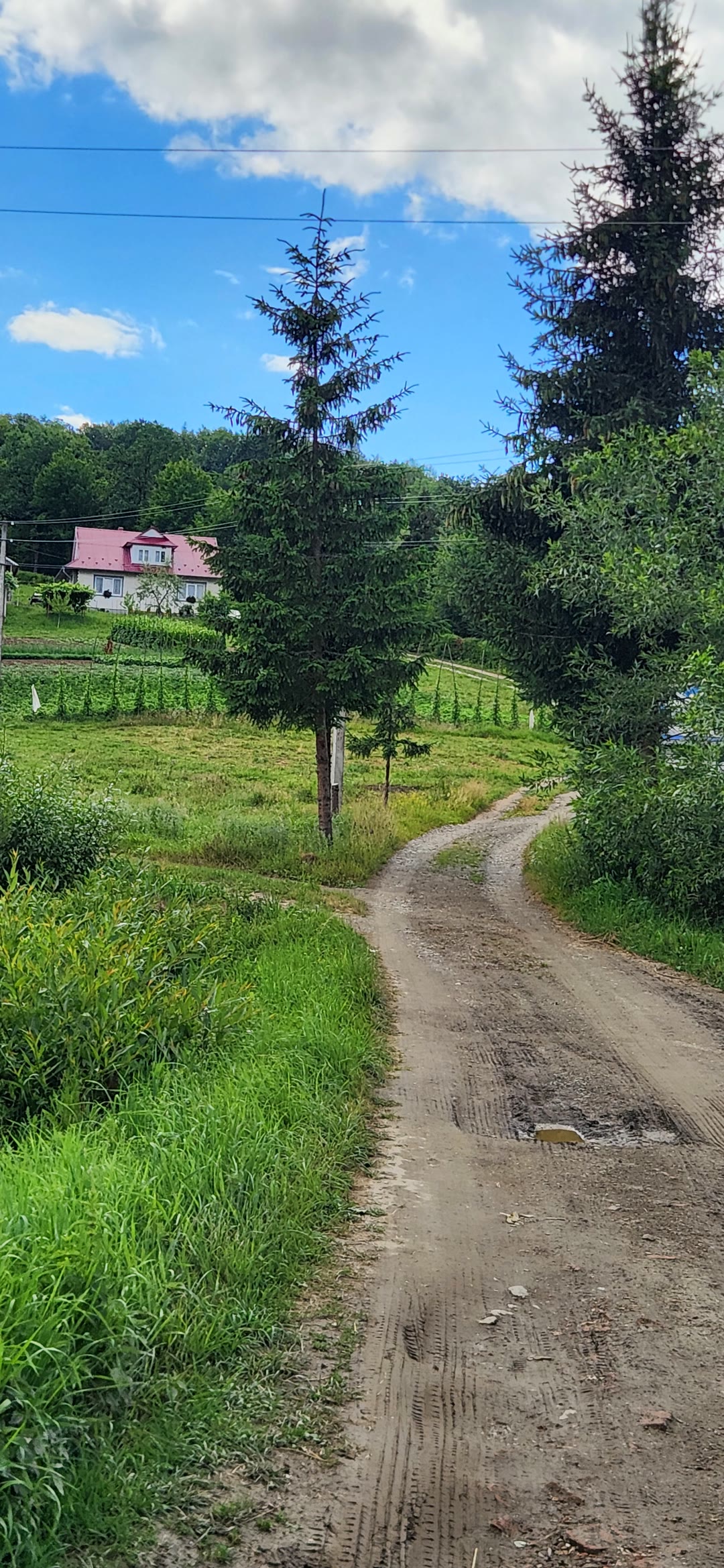 A dirt road climbing into the hills through green trees