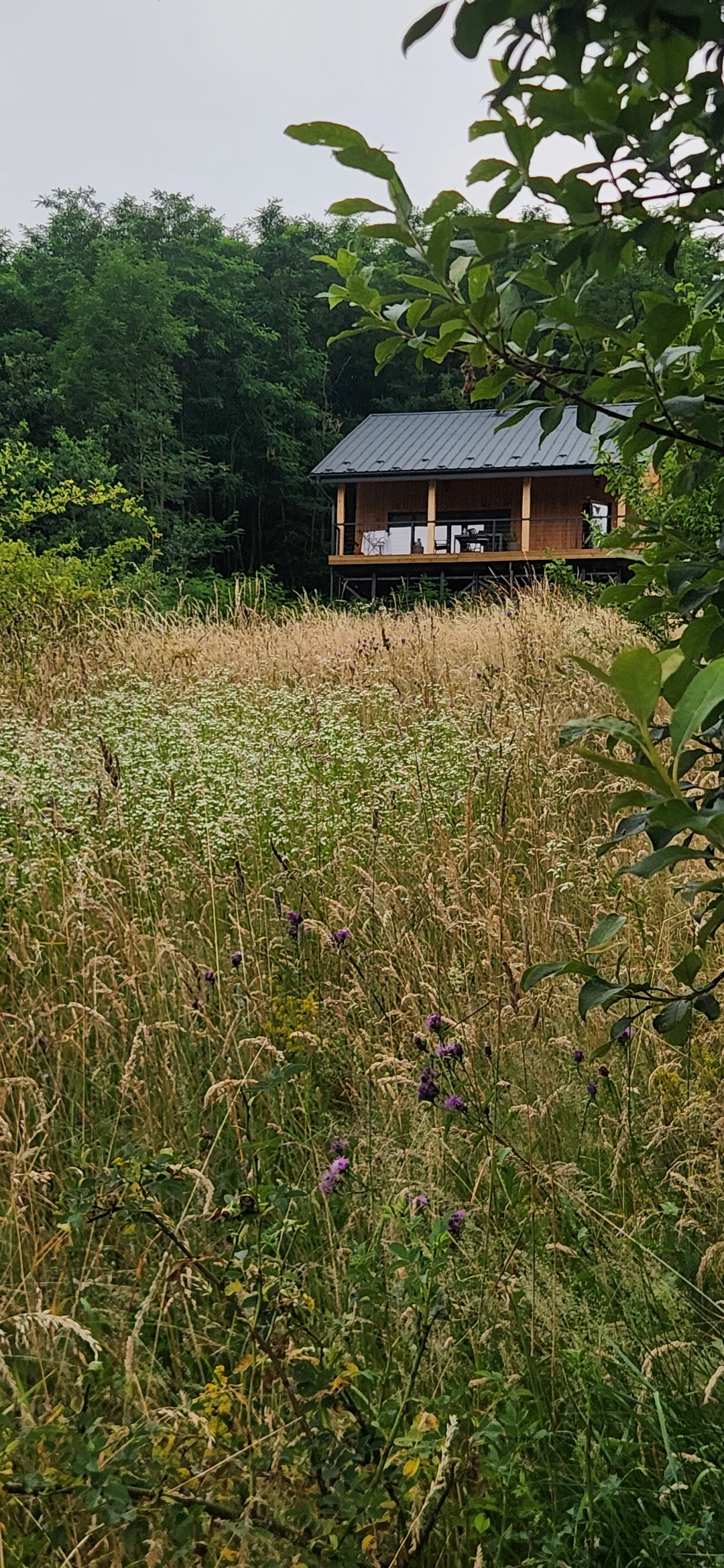 Yutori on its hill beyond the tall meadow grass